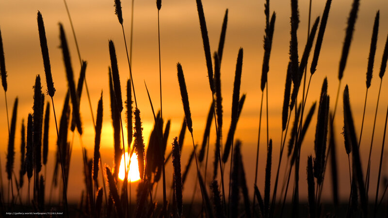 Sunset through grass silhouettes