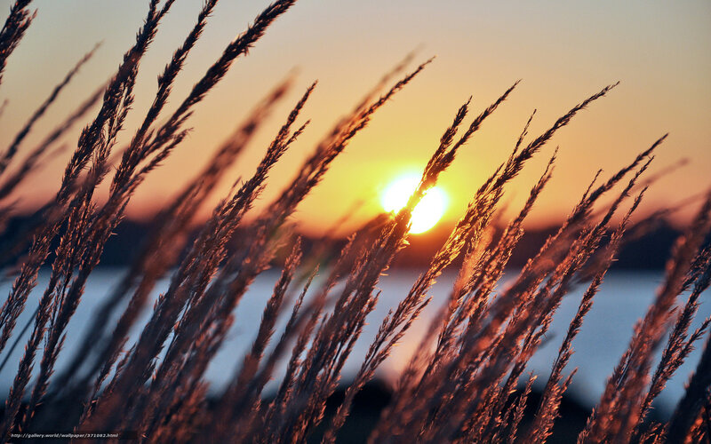 Sunset through grass stalks