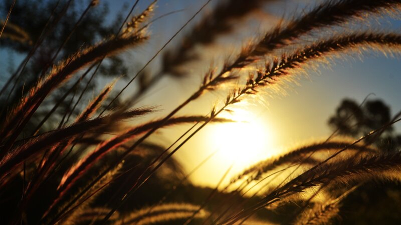 Sunset through grass stalks