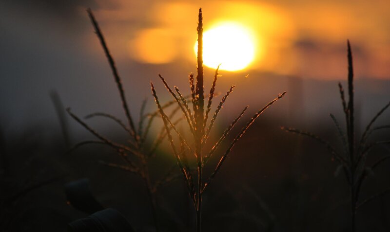 Sunset through grass stalks