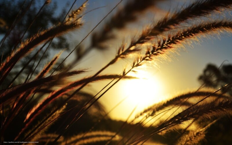 Sunset through grass stalks
