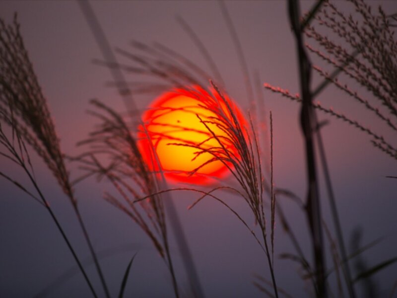 Sunset through grass