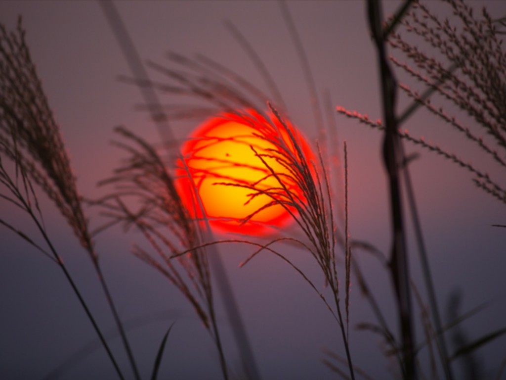 Sunset through grass