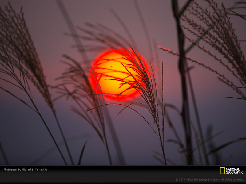 Sunset through grasses
