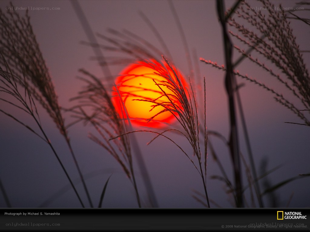 Sunset through grasses