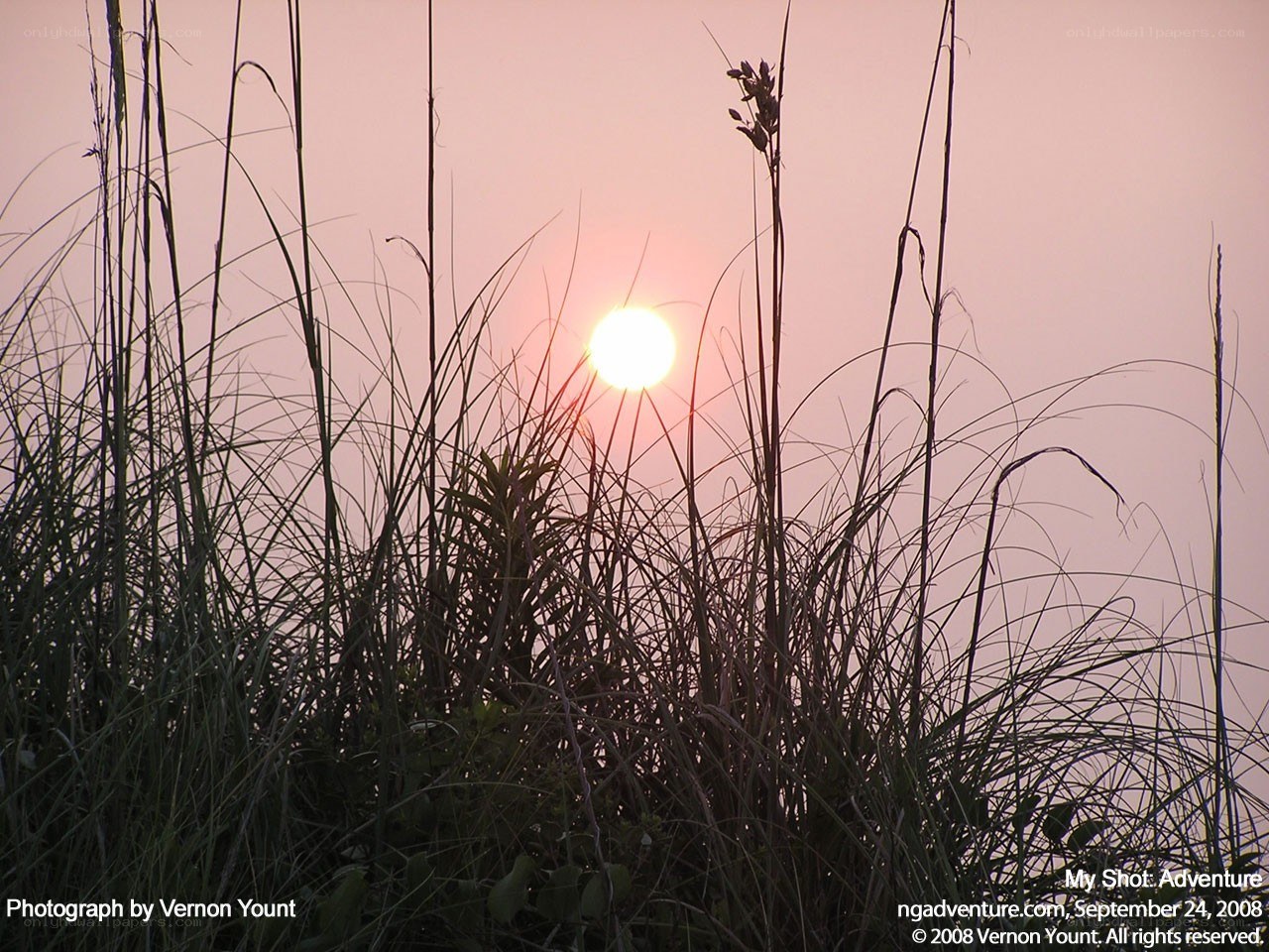 Sunset through grasses