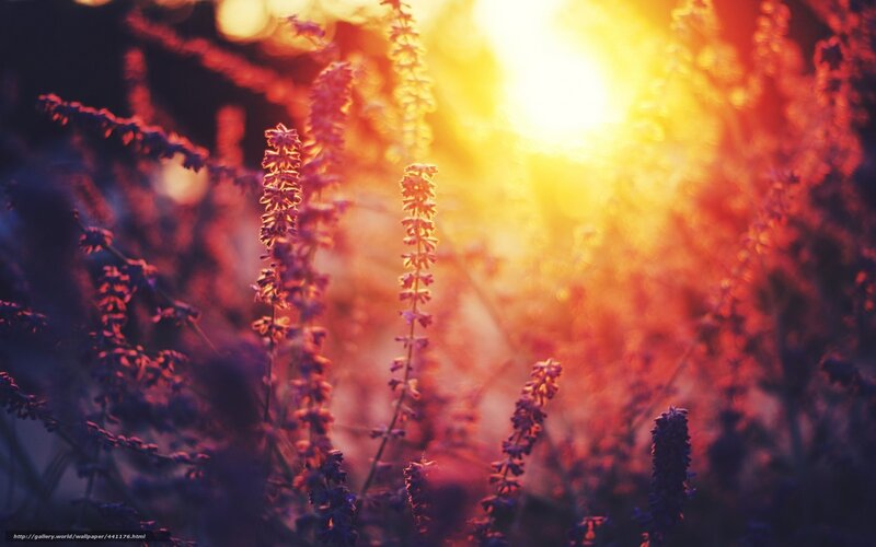 Sunset through lavender flowers