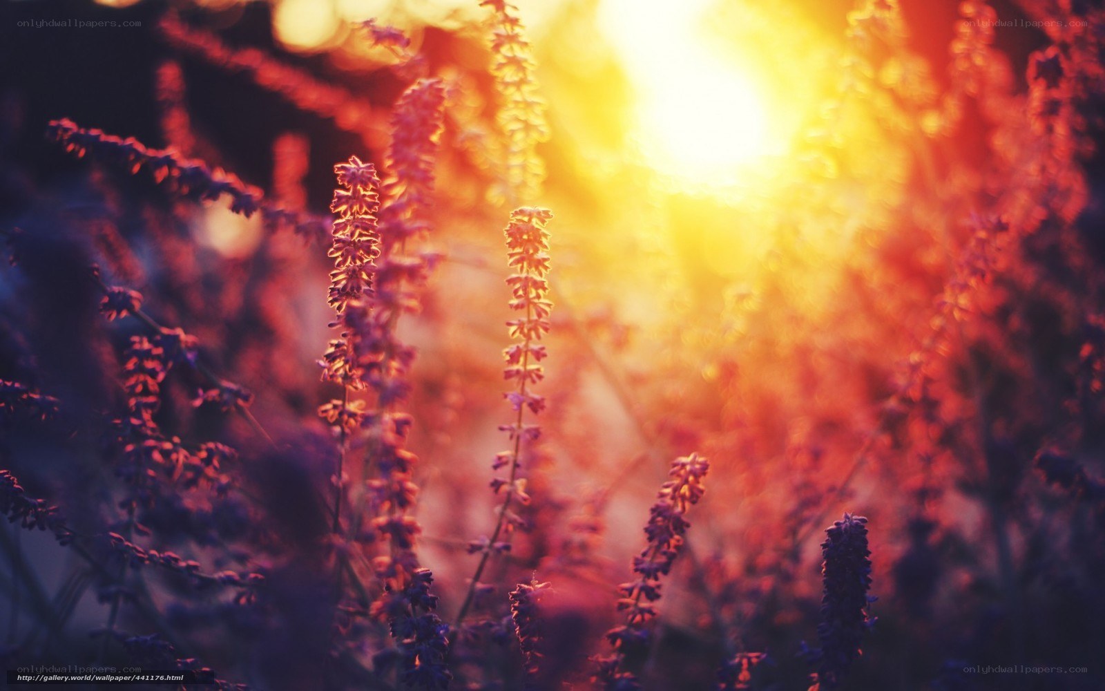 Sunset through lavender flowers