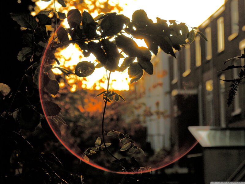 Sunset through leafy branches