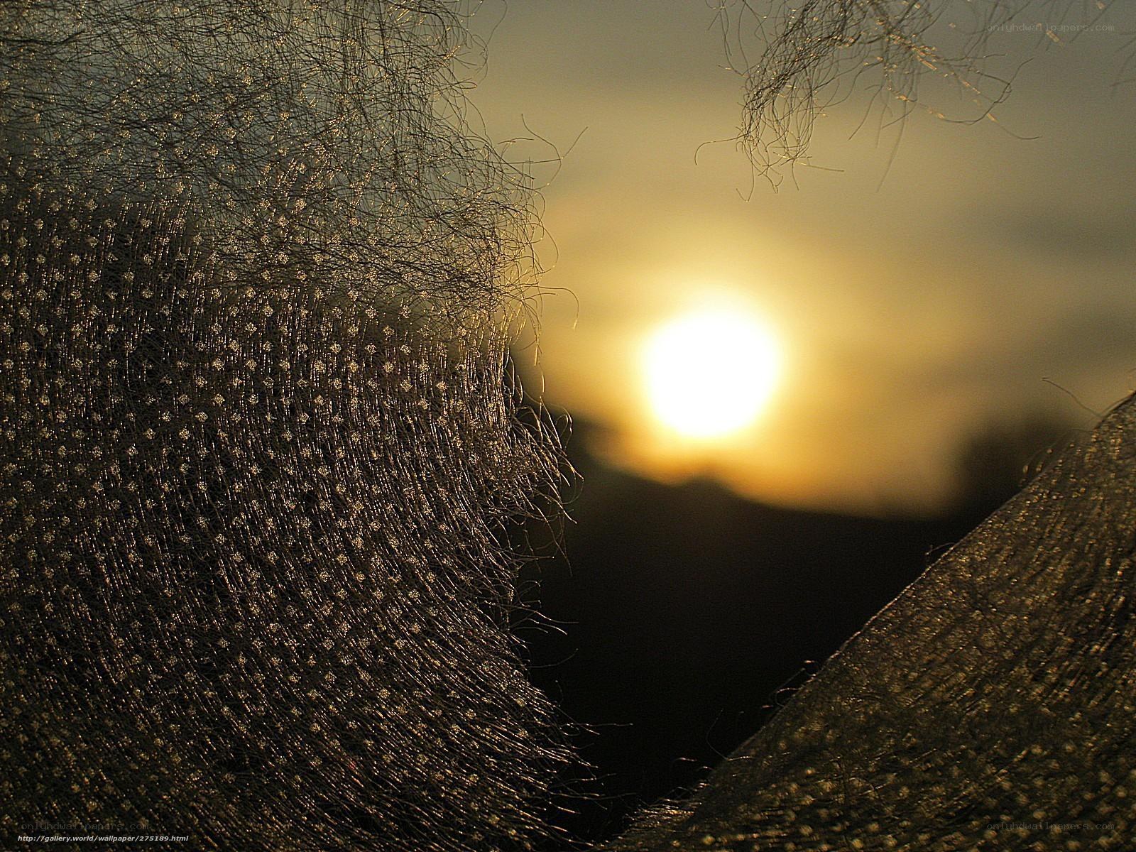 Sunset through mesh fabric