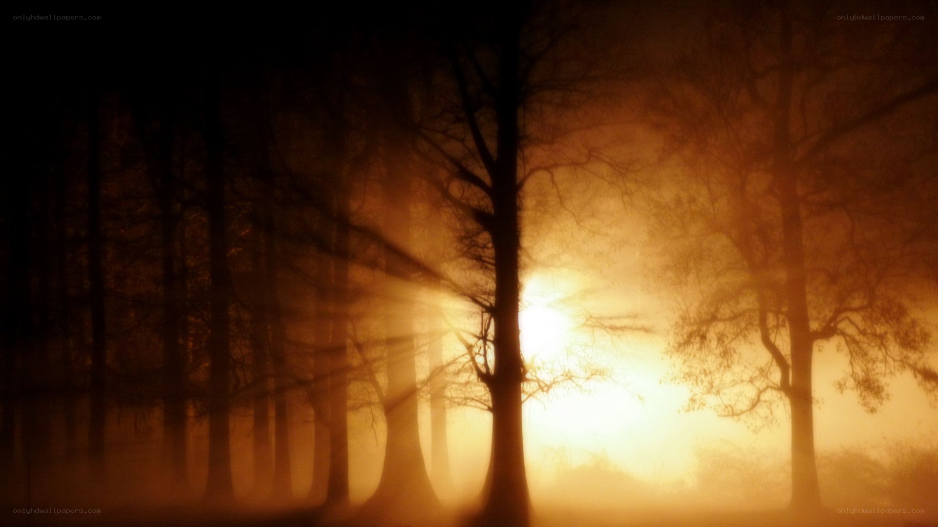 Sunset through misty forest
