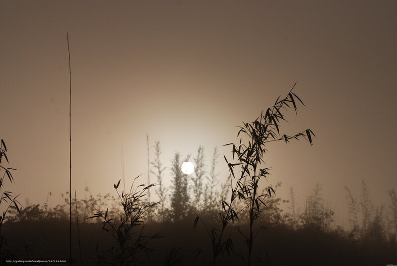 Sunset through misty reeds