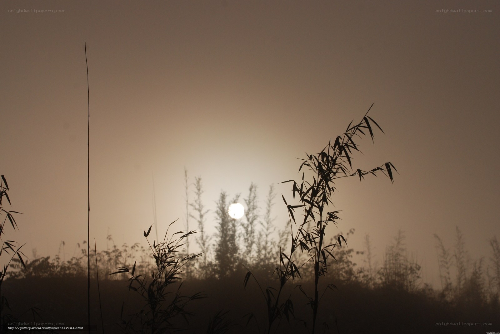 Sunset through misty reeds