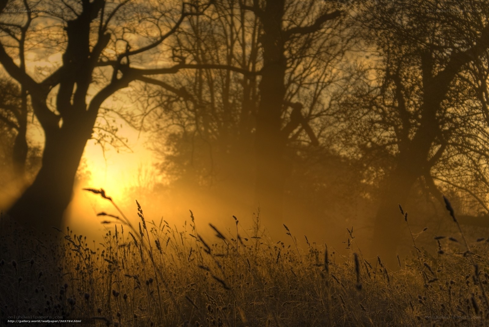 Sunset through misty trees