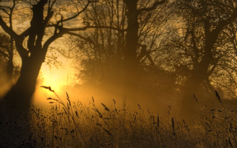Sunset through misty trees