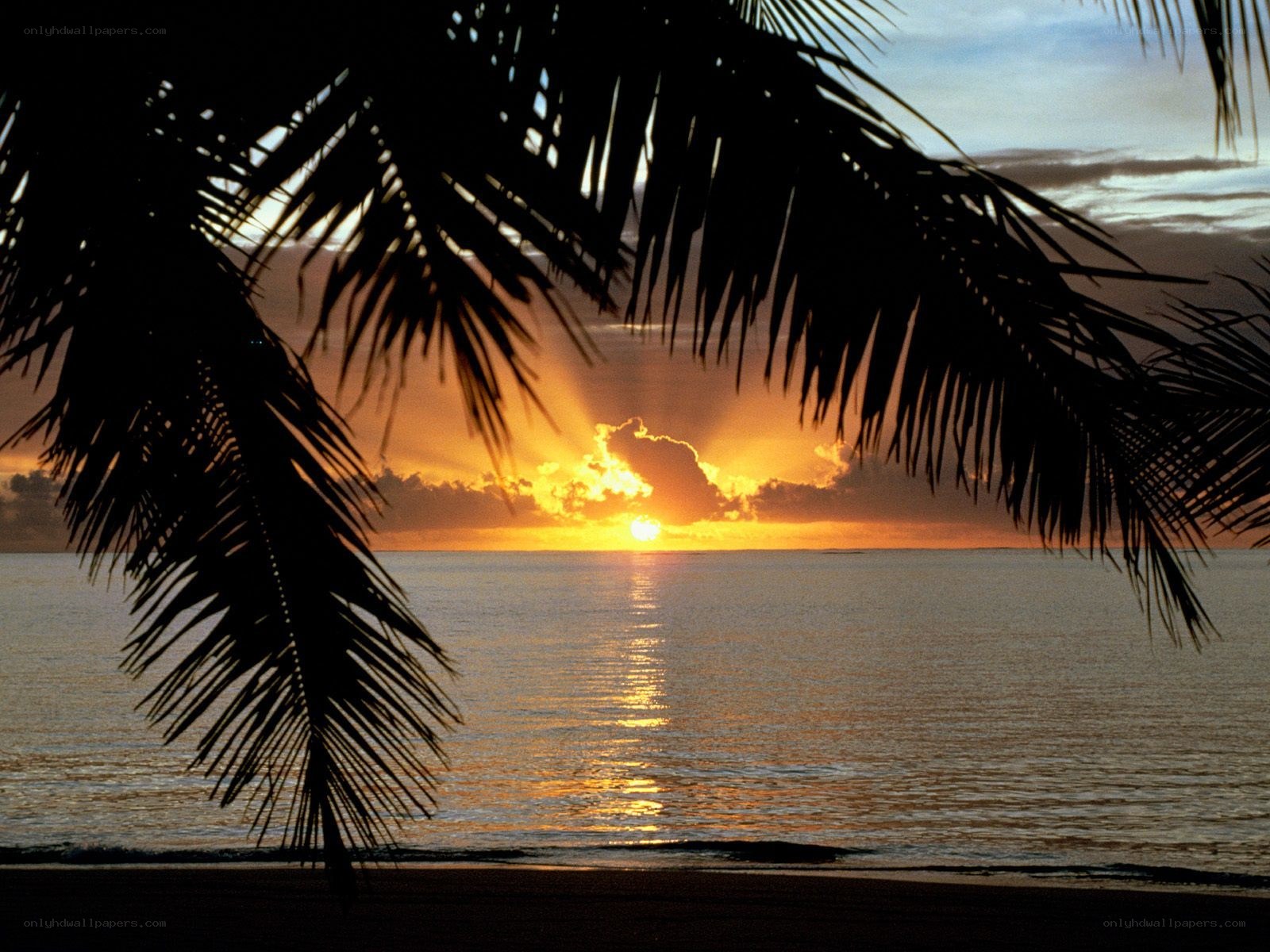 sunset through palm fronds