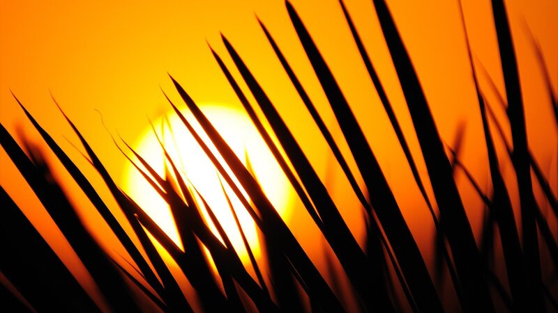 Sunset through palm fronds
