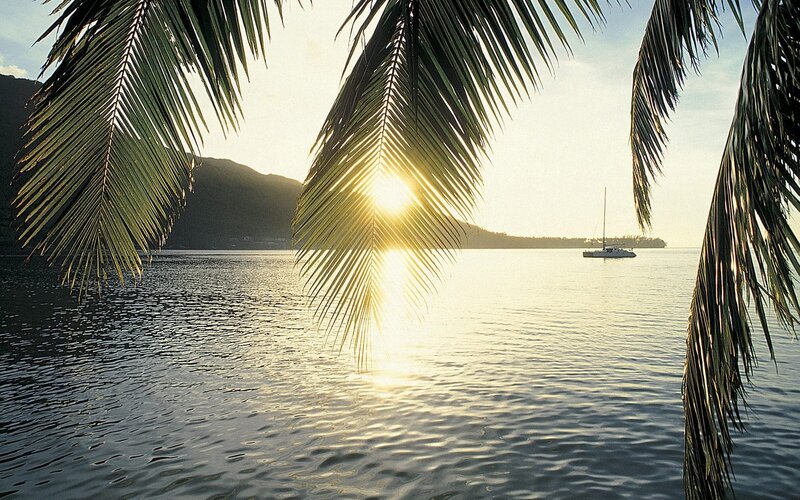 Sunset through palm fronds