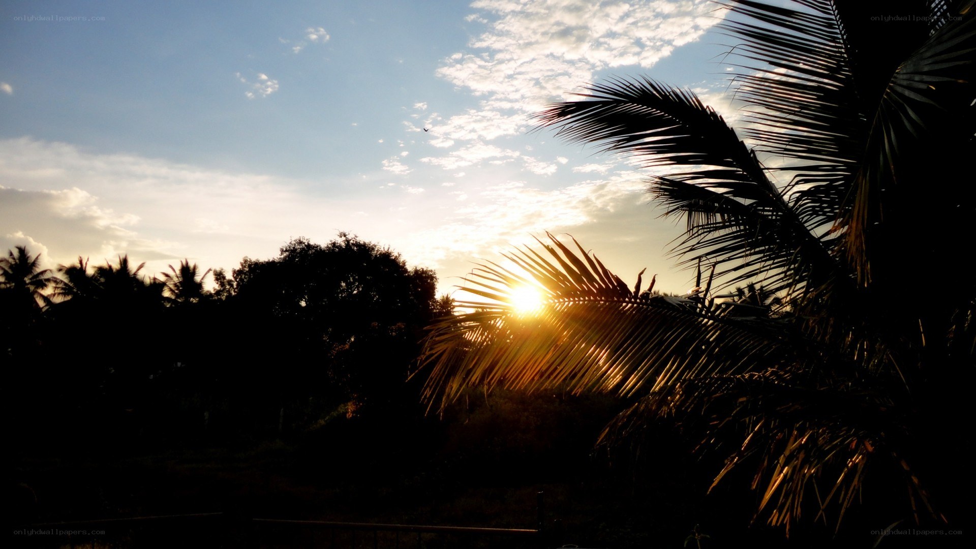 sunset through palm fronds