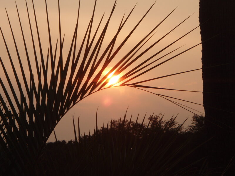 Sunset through palm fronds