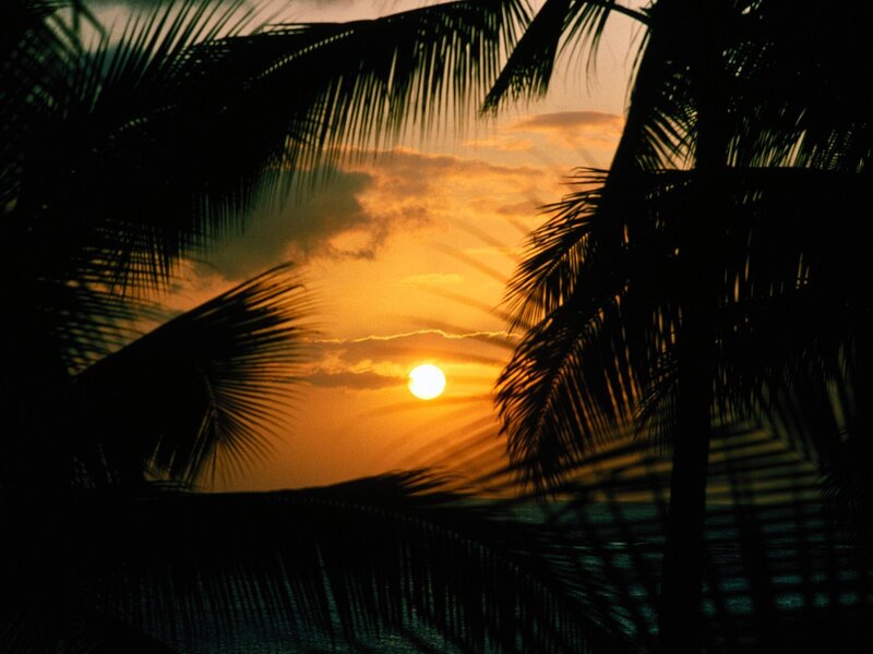 Sunset Through Palm Fronds — Orange