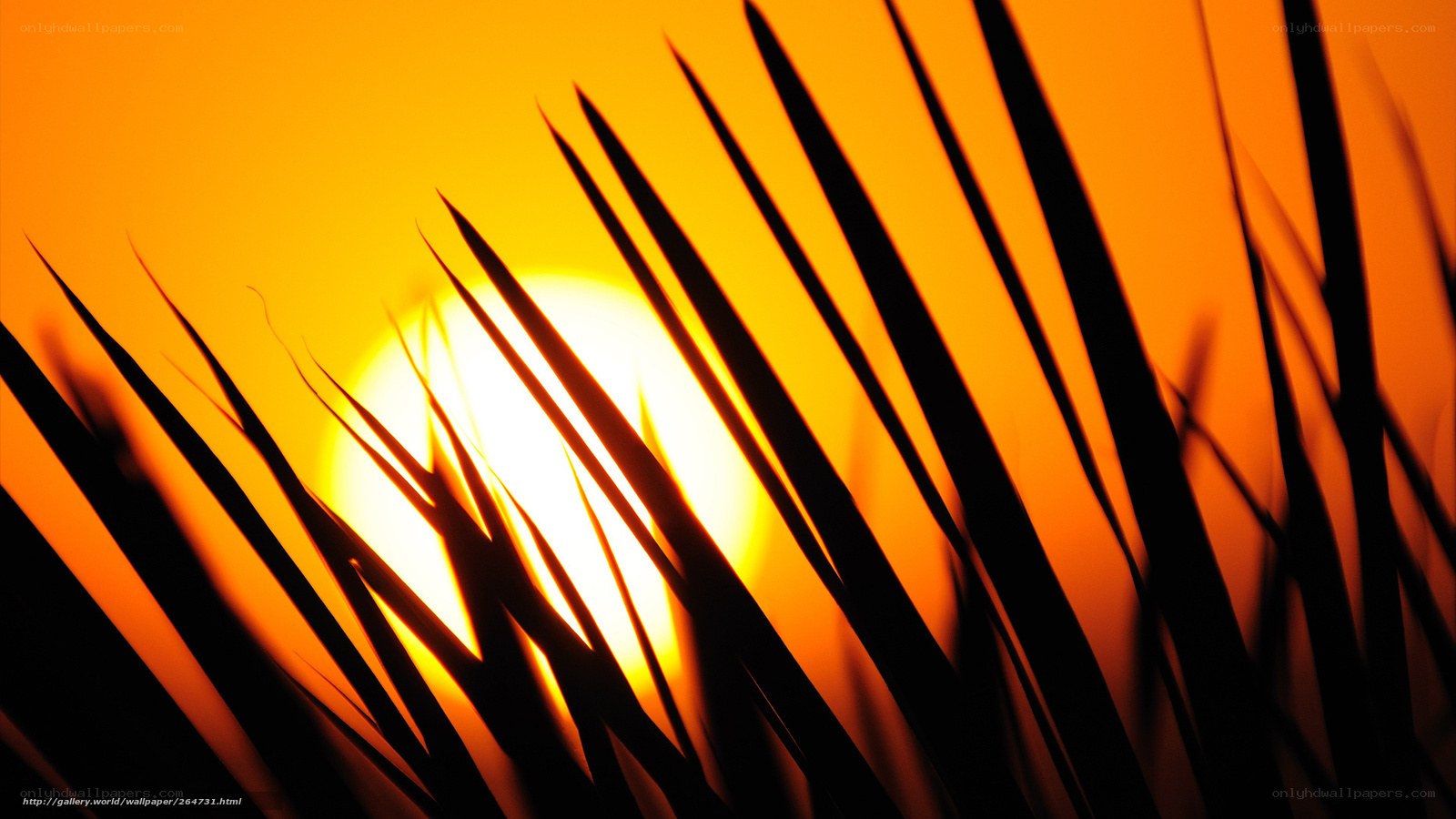 Sunset through palm fronds