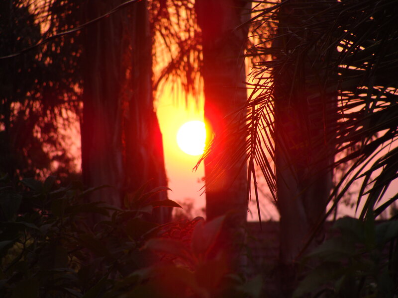 Sunset Through Palm Trees — Red