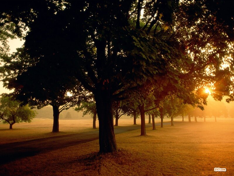 Sunset through park trees