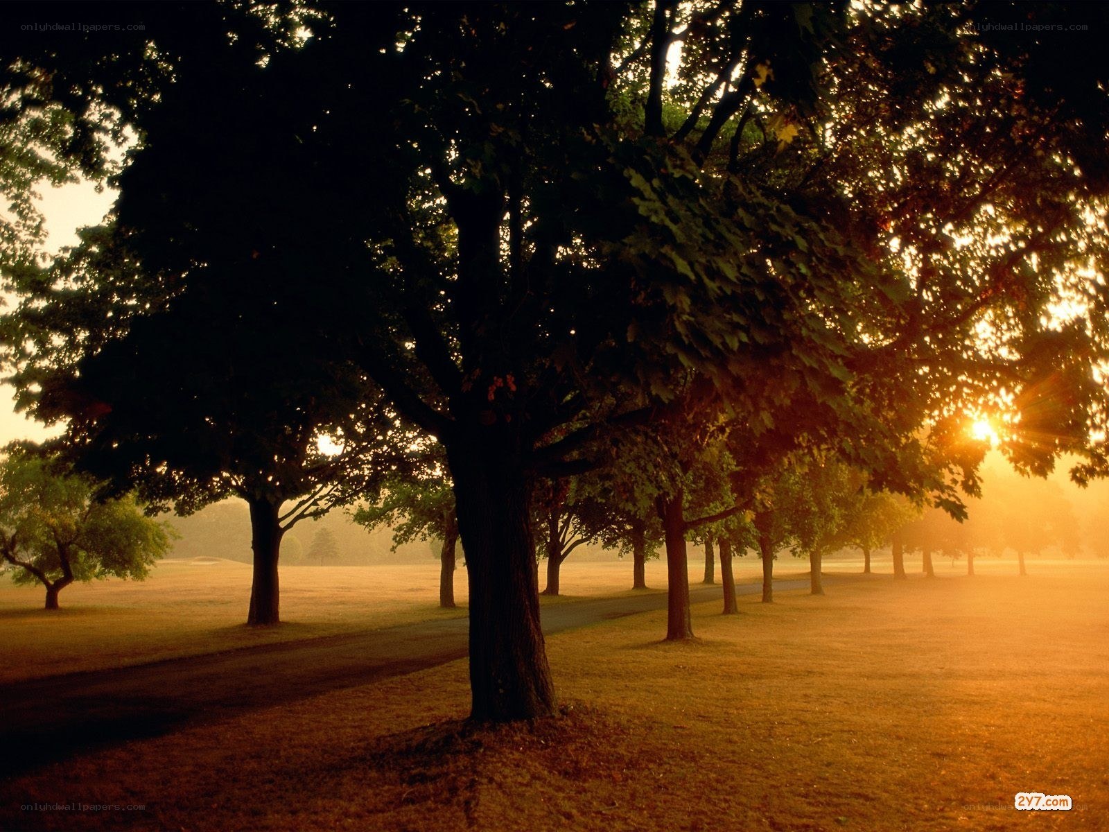 Sunset through park trees