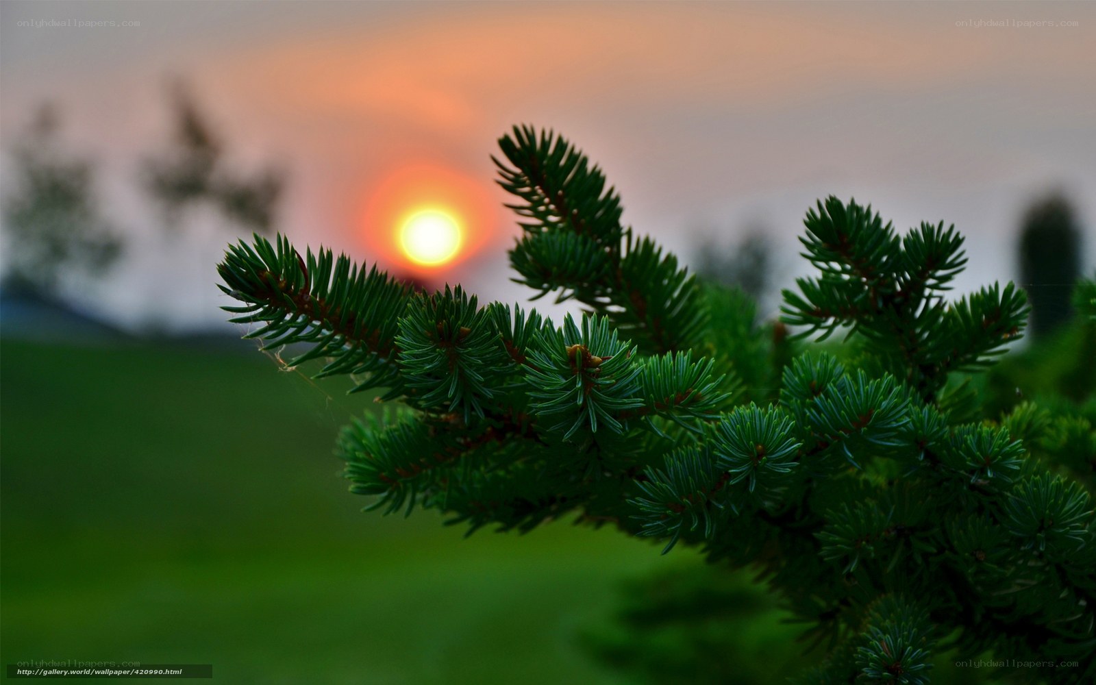 Sunset through pine branches