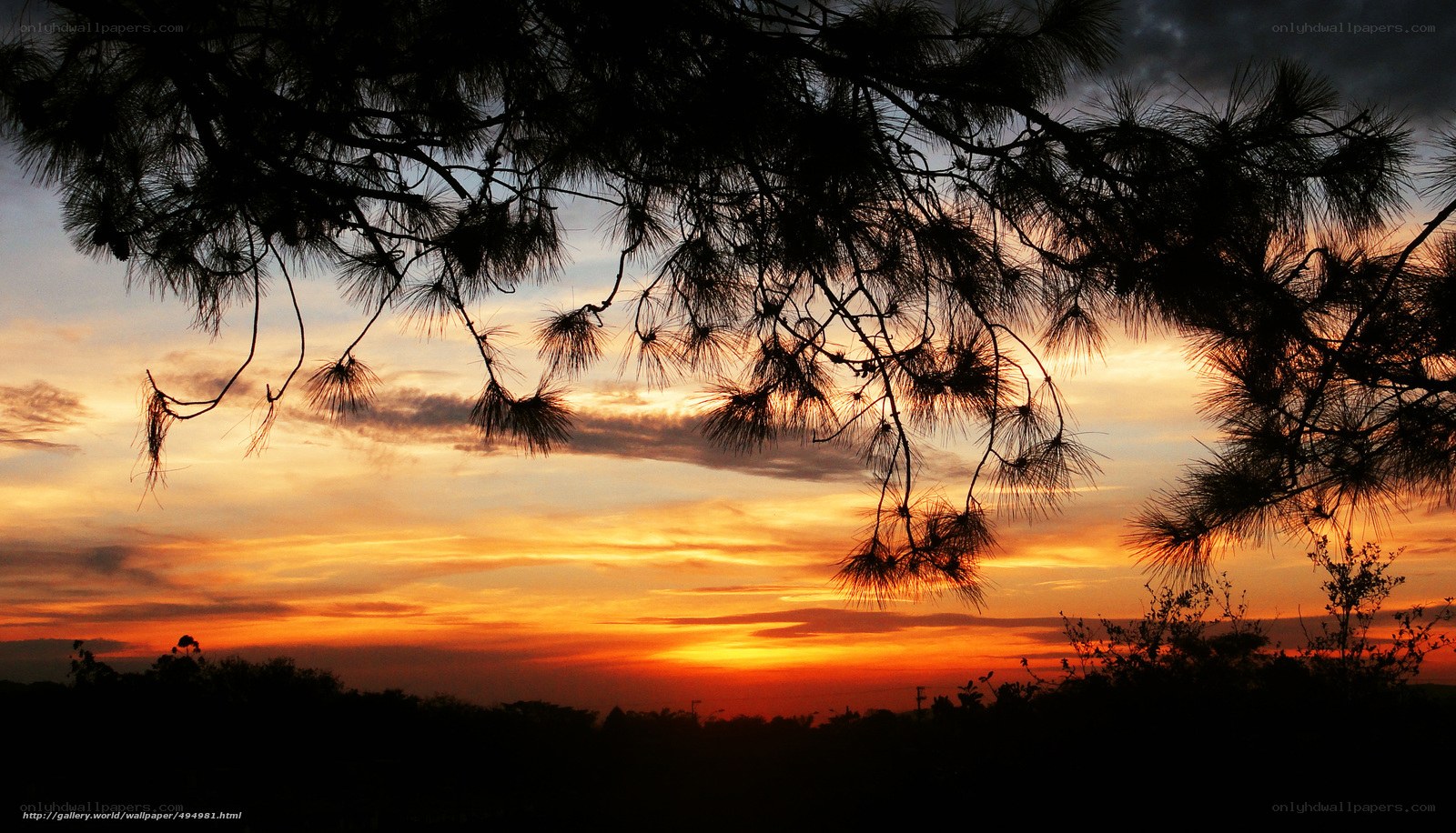 sunset through pine branches