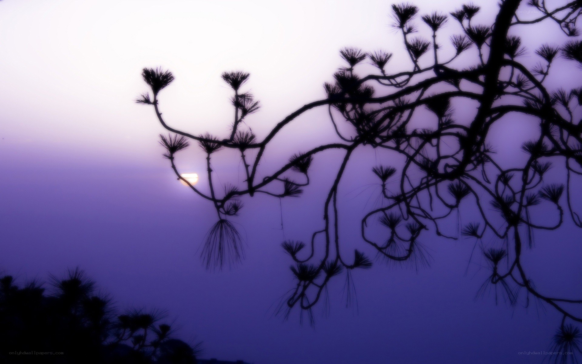 Sunset through pine branches