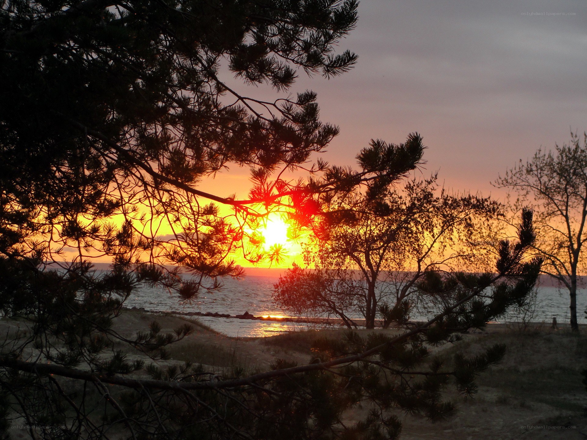 Sunset through pine branches