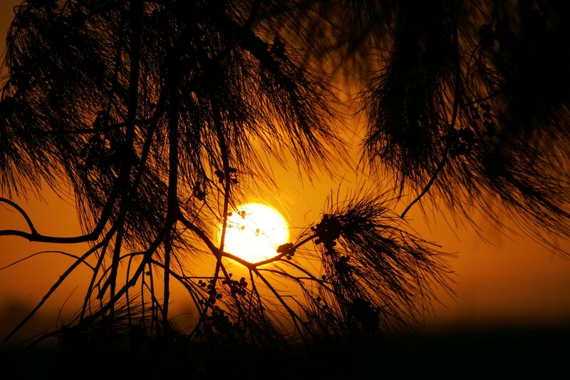 Sunset Through Pine Branches — Orange
