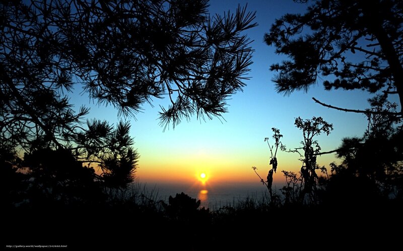 Sunset through pine branches