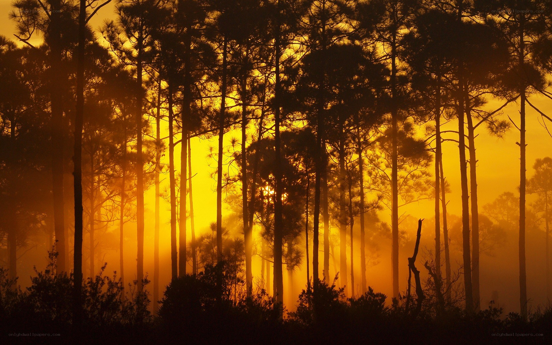 Sunset through pine forest
