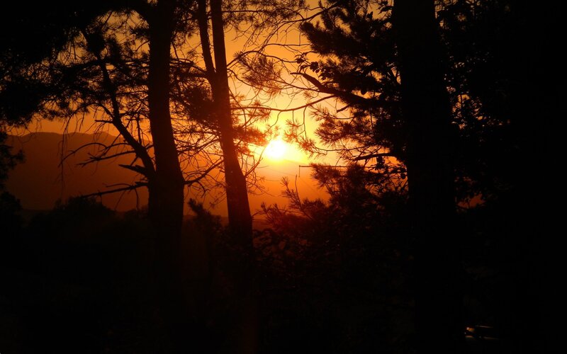 Sunset Through Pine Trees — Orange, Serene