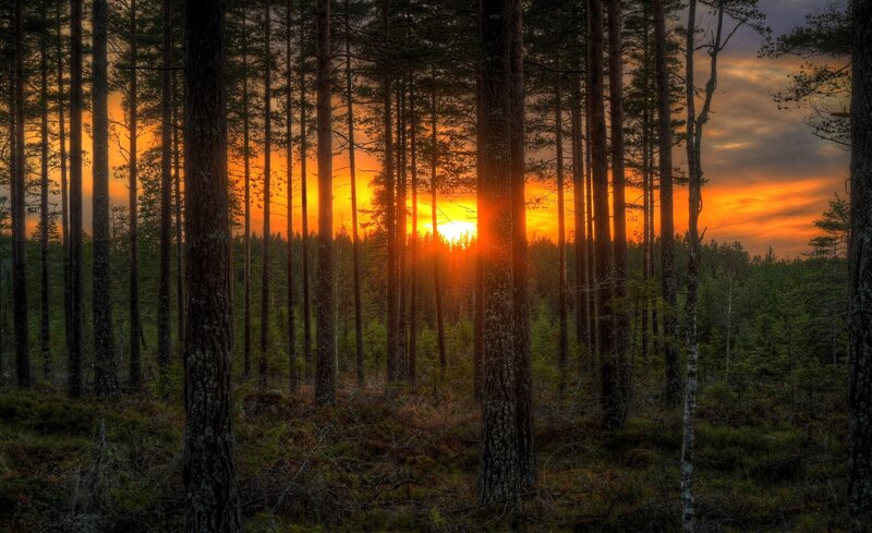 Sunset Through Pine Trees — Orange
