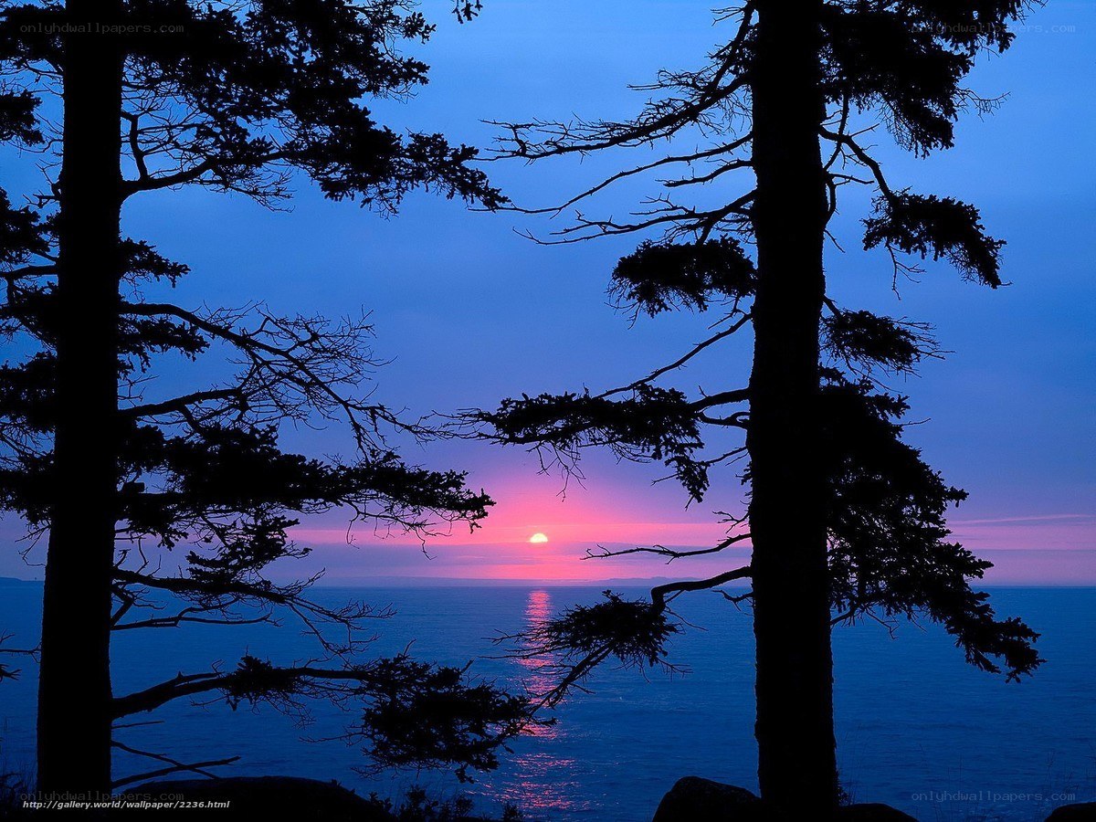 Sunset through pine trees