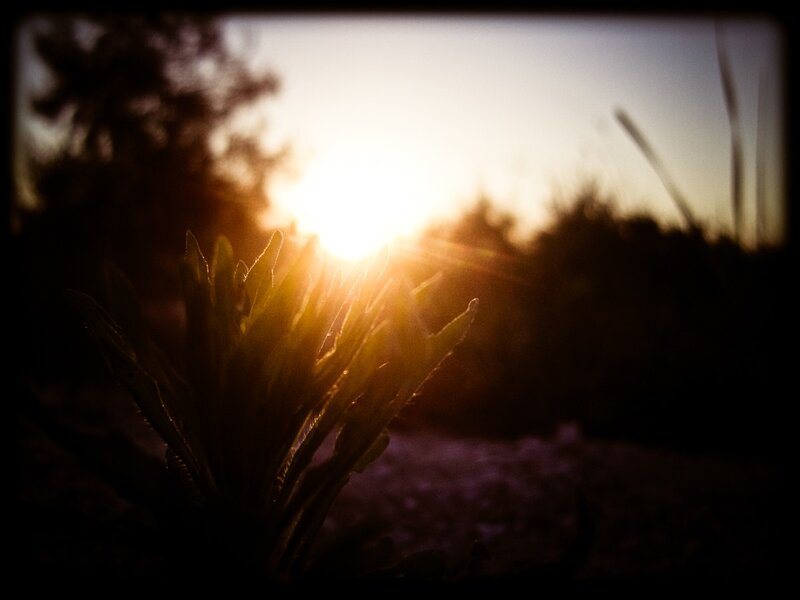 Sunset through plant leaves