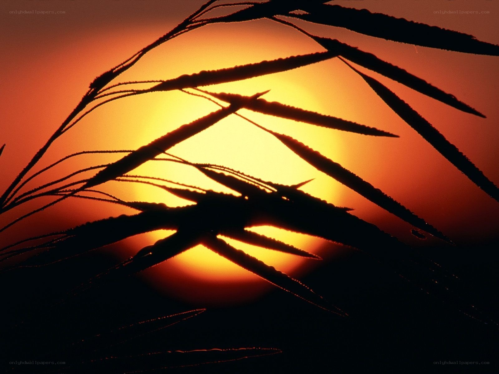 Sunset through plant silhouettes