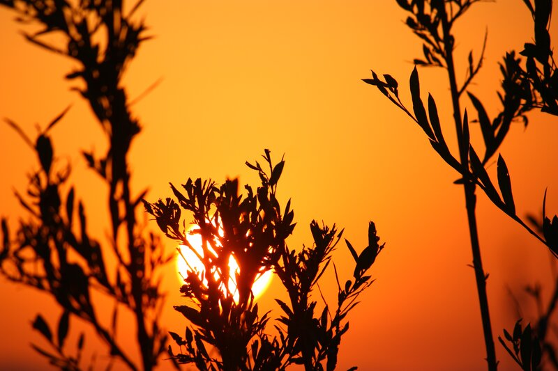 Sunset through plant silhouettes