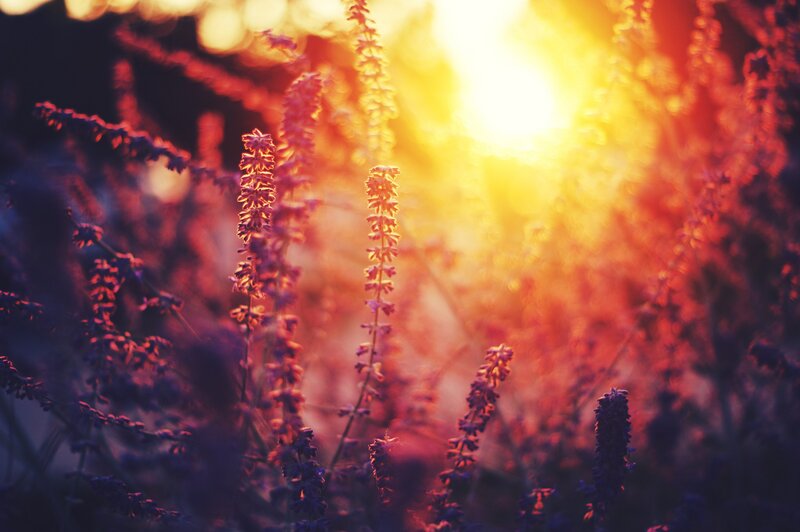 Sunset through purple flowers