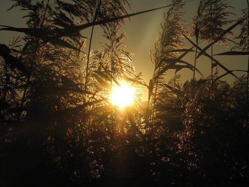 Sunset through reeds