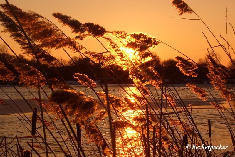 Sunset through reeds