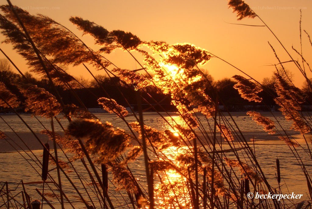 Sunset through reeds