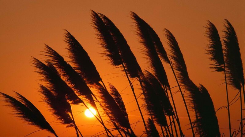 Sunset through reeds