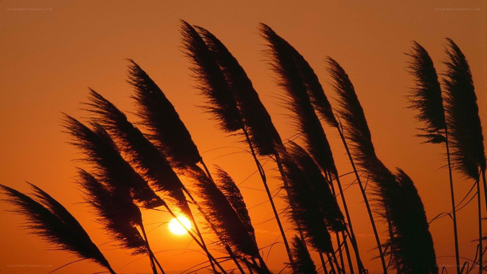 Sunset through reeds