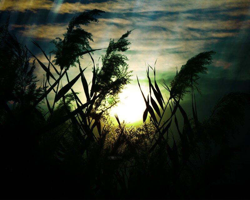 Sunset through reeds