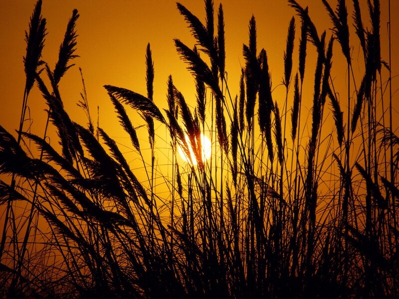 Sunset through reeds